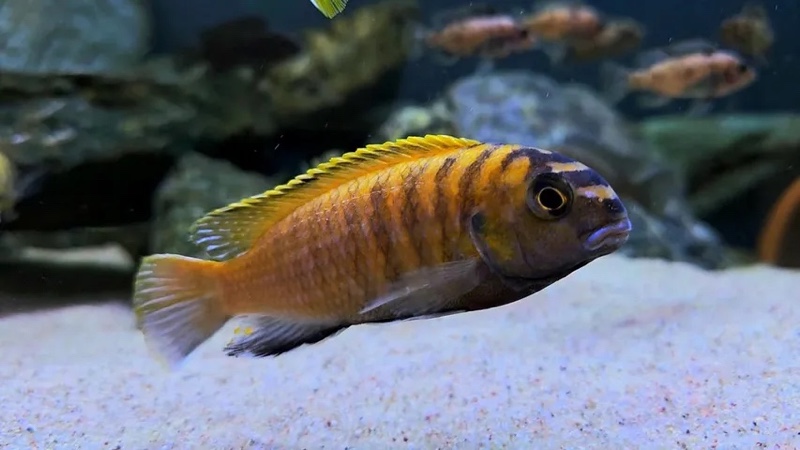 Tropheops sp. 'red fin' Lundo Island